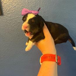 Birdo-Purple - Tri-color female Bernedoodle puppy in Casper, Wyoming from 307 Doodles