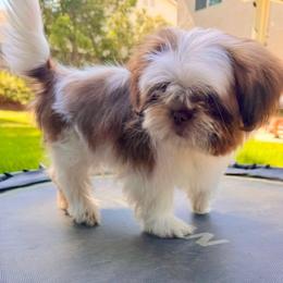 Tito - Gold and white male Shih Tzu puppy in Azusa, California from RJ Shih Tzu lover