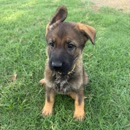 Bendi - Yellow Collar Female - Sable female German Shepherd puppy in Milan, Illinois from Stonewick German Shepherds