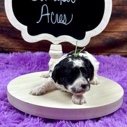 Miles - Parti male Poodle puppy in Lancaster, Missouri from Cavapoo Acres