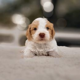 Aussiedoodle, Goldendoodle, and Poodle Puppies from Trin's Designer Doodles