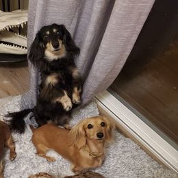 Dachshunds from Designer Doxies