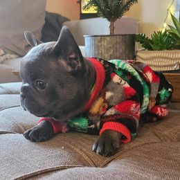 French Bulldog Puppies from Galm Frenchies