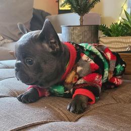 French Bulldog Puppies from Galm Frenchies