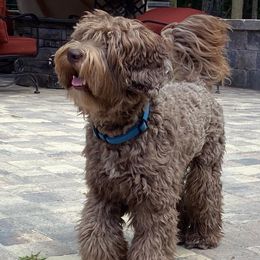 Tucker - Australian Labradoodle