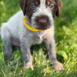 Yellow Male - Brown and gray male Wirehaired Pointing Griffon puppy in Williston, North Dakota from Little Muddy Griffons