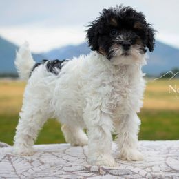 Rose - Black tri-color female Aussiedoodle puppy in Hamilton, Montana from North Lake Aussies