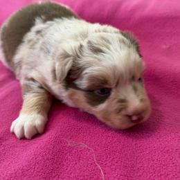 Girl 1 - Red merle female Miniature Australian Shepherd puppy in Turner, Maine from Bear Pond Aussies / Leonbergers of Maine