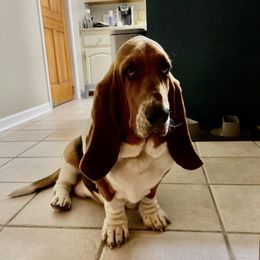 Basset Hounds from Heel of The Boot Hounds