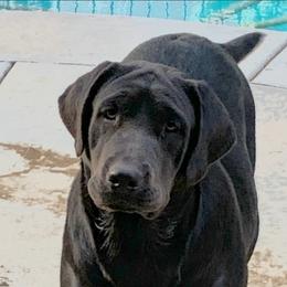 Dilute Retriever puppies from Silver Labrador of Southern California
