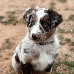 Red Merle Female - Red merle female Australian Shepherd puppy in Lubbock, Texas from REKN’ Kennel Aussies