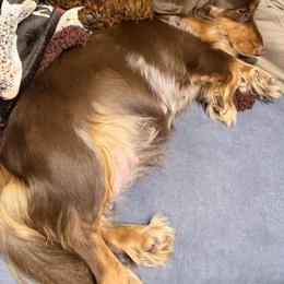 Candy - Dachshund