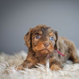 Rosie - Merle female Cavapoo puppy in Caldwell, Idaho from Boise Doodle Co.