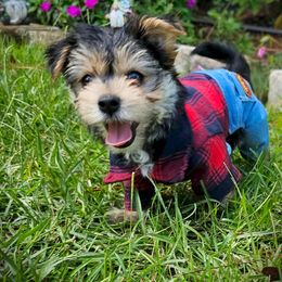 Maltese, Morkie, and Yorkshire Terrier Puppies from Fluff Town Puppies, LLC