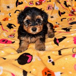 Spanky - Black and tan male Yorkipoo puppy in Gastonia, North Carolina from Banks Dynasty Kennel