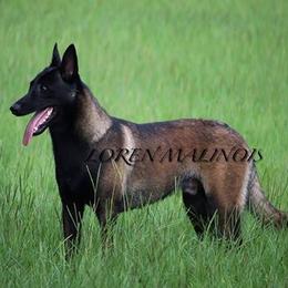 Drake - Belgian Malinois