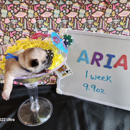 Aria - Fawn female Pug puppy in Tucson, Arizona from Cactus Pugs & Hugs