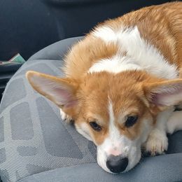 Pembroke Welsh Corgis from Rachael Singletary