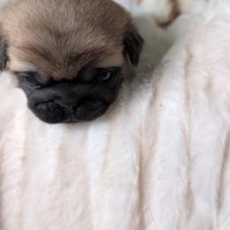 Rosco - Fawn male Pug puppy in Vancouver, Washington from Swift Pugs