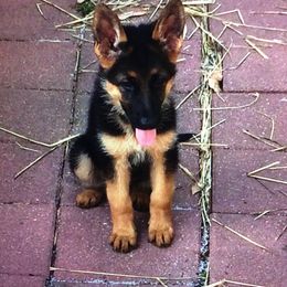 German Shepherd Puppies from Finca Vom Chaveco