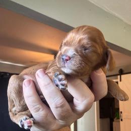 Romero - Ruby male Cavalier King Charles Spaniel puppy in Lambertville, Michigan from Dream Dog LLC
