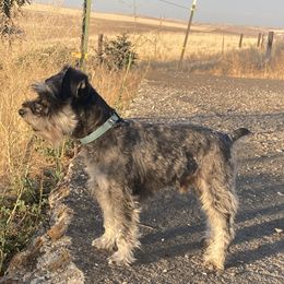 Jerry - Miniature Schnauzer