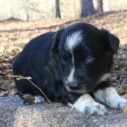 Goku - Black tri-color male Australian Shepherd puppy in Macon, Georgia from Shaina’s Shepherds