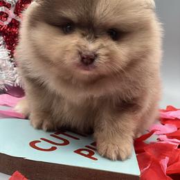 Truffle - Chocolate merle male Pomeranian puppy in Brentwood, California from Royalpawpoms