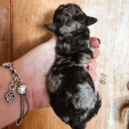 Timber - Merle male Bernedoodle puppy in Shingle Springs, California from Kindred Oak Goldendoodles