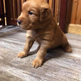 Golden Retriever Puppies from Bella Mia Goldens