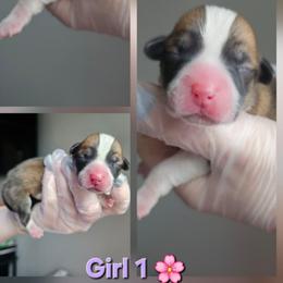 Girl 1 - White and red female Pembroke Welsh Corgi puppy in Tomball, Texas from Larsen Loved Corgis