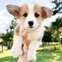 Pink - Katherine Howard (standard) - Red female Pembroke Welsh Corgi puppy in Milan, Georgia from Williams’ Welsh Corgis LLC