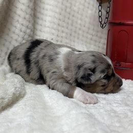Casey - Blue merle male Miniature Australian Shepherd puppy in Signal Mountain, Tennessee from D & D Miniature and Toy Australian Sheppards