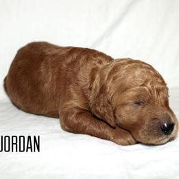 Jordan - Red  female Goldendoodle puppy in Payson, Utah from Mountainside Goldendoodle