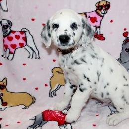 Tracker - White and black Dalmatian puppy in Lavon, Texas from Fox and Spots