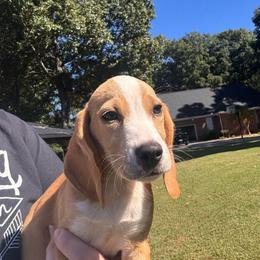 Max - Lemon and white male Beagle puppy in Spartanburg, South Carolina from Sassy Pap Farms