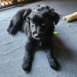 Petrie - Black & white male Australian Shepherd puppy in Cook, Minnesota from RL Australian Shepherds