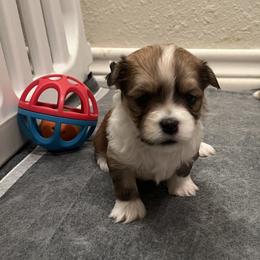 Fawn Sable Female Limited-Registration - Fawn sable female Havanese puppy in Monahans, Texas from Homeward Havanese, LLC