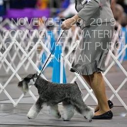 Harlow  - Miniature Schnauzer