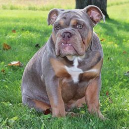 Bulldog Puppies from Pappy's Bullies