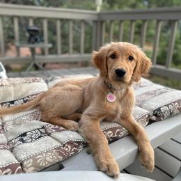 Golden Retriever Puppies from Daffodil Valley Goldens