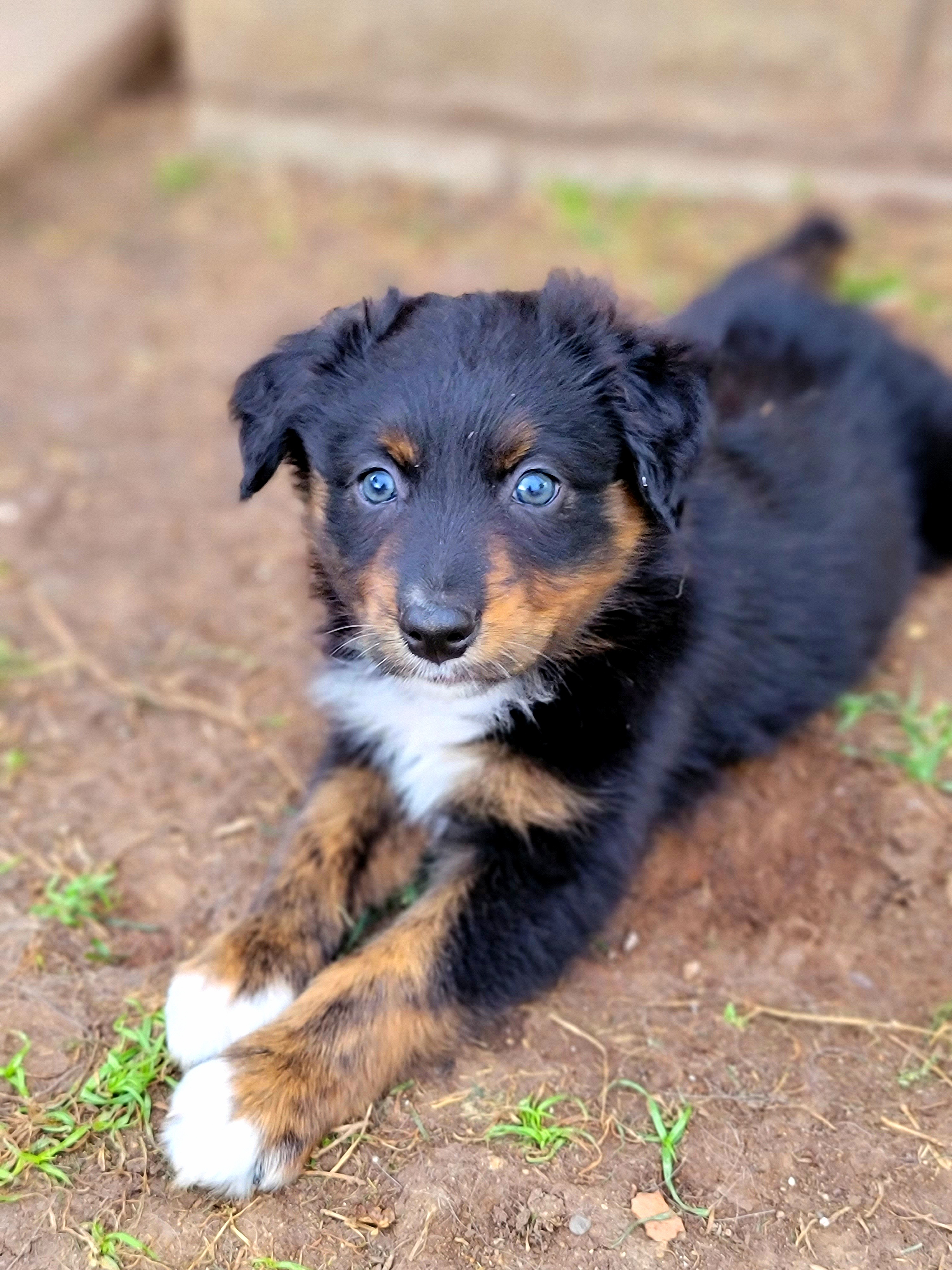 MAV - Black tri-color Australian Shepherd puppy in Glendale, Arizona from Kerr Aussies
