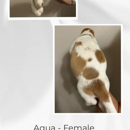 Basset Hound Puppies from Mariah Ochoa