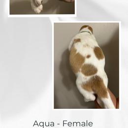 Basset Hound Puppies from Mariah Ochoa