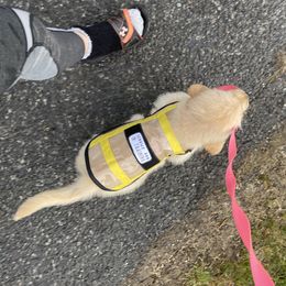 Golden Retriever Puppies from OPK GOLDENS