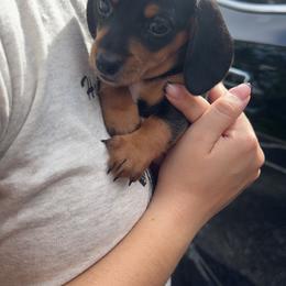 Dachshund and French Bulldog Puppies from Trust Fund Devil Kennel