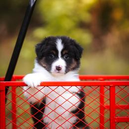 Daisy - Black tri-color female Australian Shepherd puppy in Georgetown, Texas from River Reign Australian Shepherds