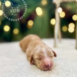 Sugar Plum - Red female Dachshund puppy in Sioux Rapids, Iowa from VOB Doxie