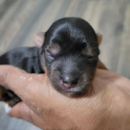 Pixie - Black and tan female Yorkshire Terrier puppy in Jacksonville, Florida from Lisa's Yorkshire Terriers