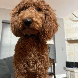 Goldendoodle All Grown Up from B+C Doodles